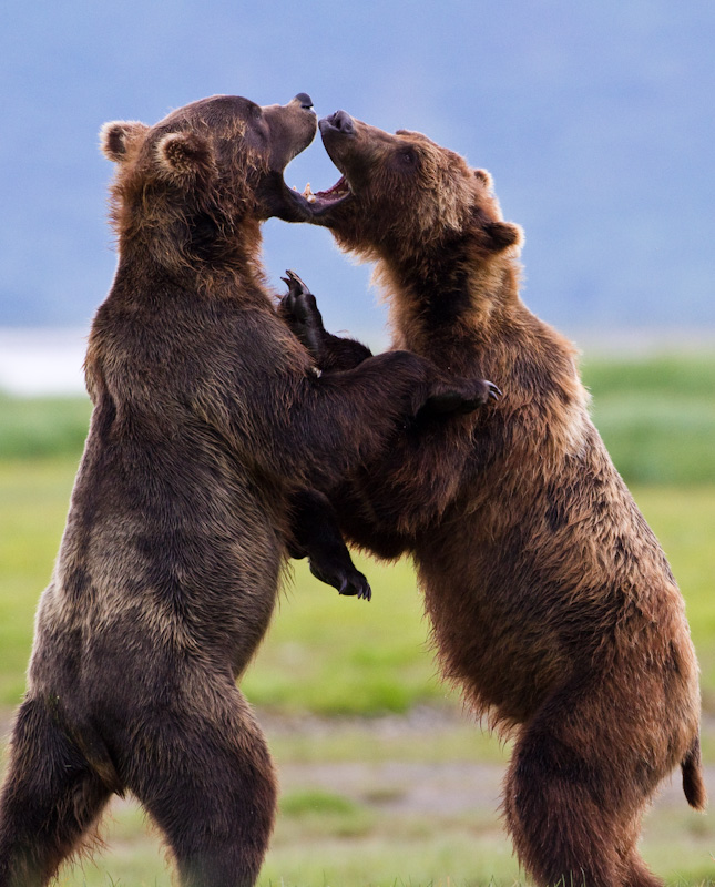 Grizzly Bears Fighting